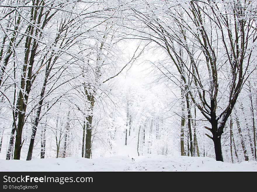 Beautiful winter forest  and the road