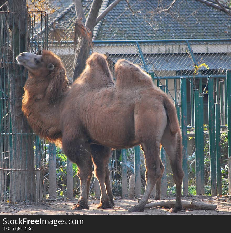 Bactrian camel in shanghai zoo.