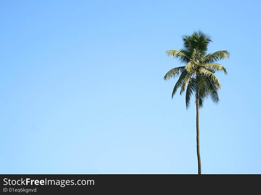 Single palmtree with a clean sky