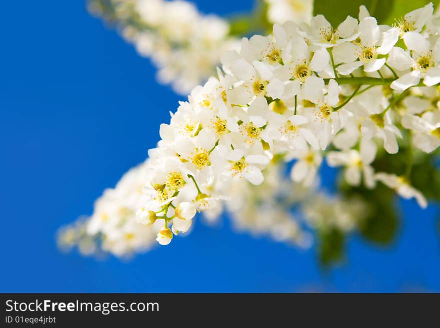 Beauty spring flowers