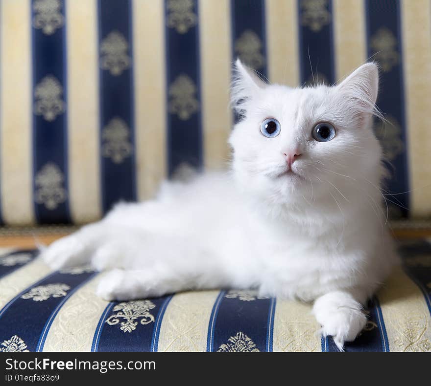 White cat lying on beautiful sofa