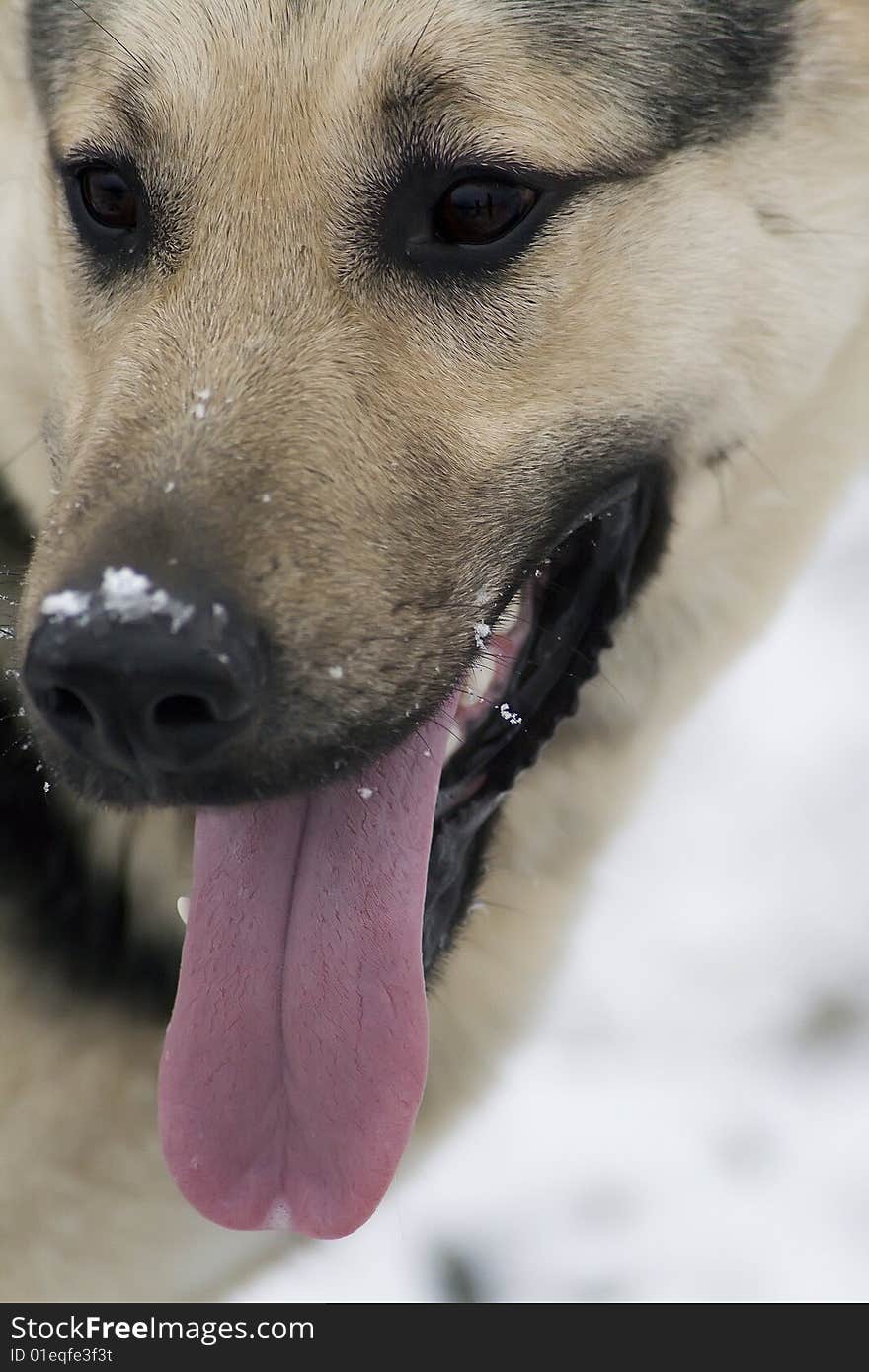 Alsatian dog, head close-up tongue snow on nose, fragment