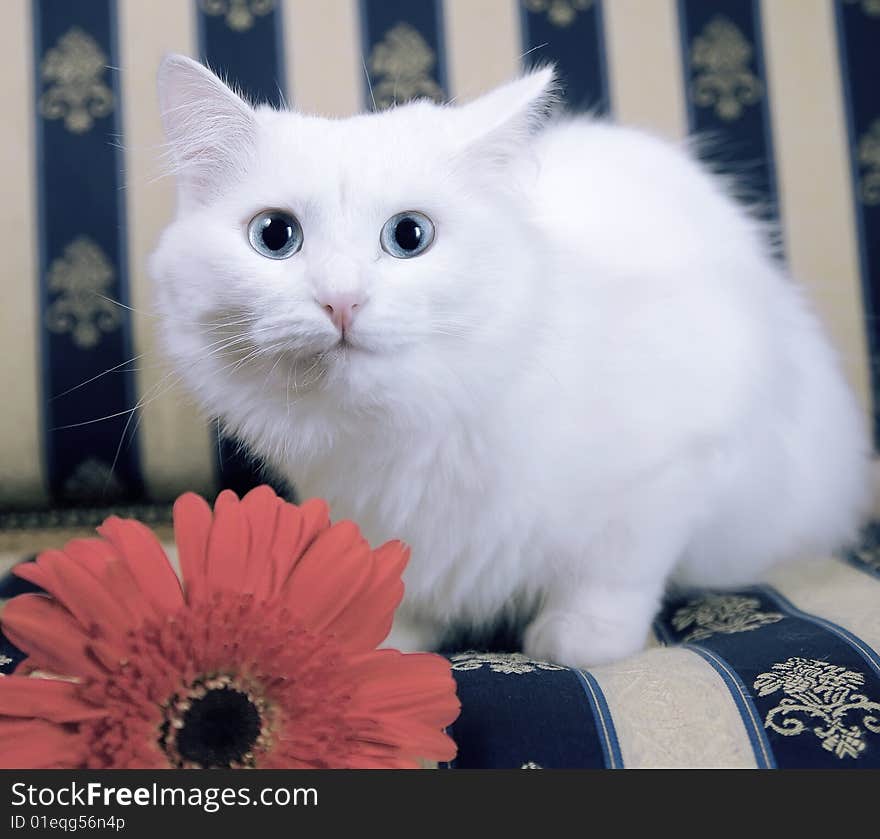 White cat on beautiful sofa with red flower looking surprisingly into camera