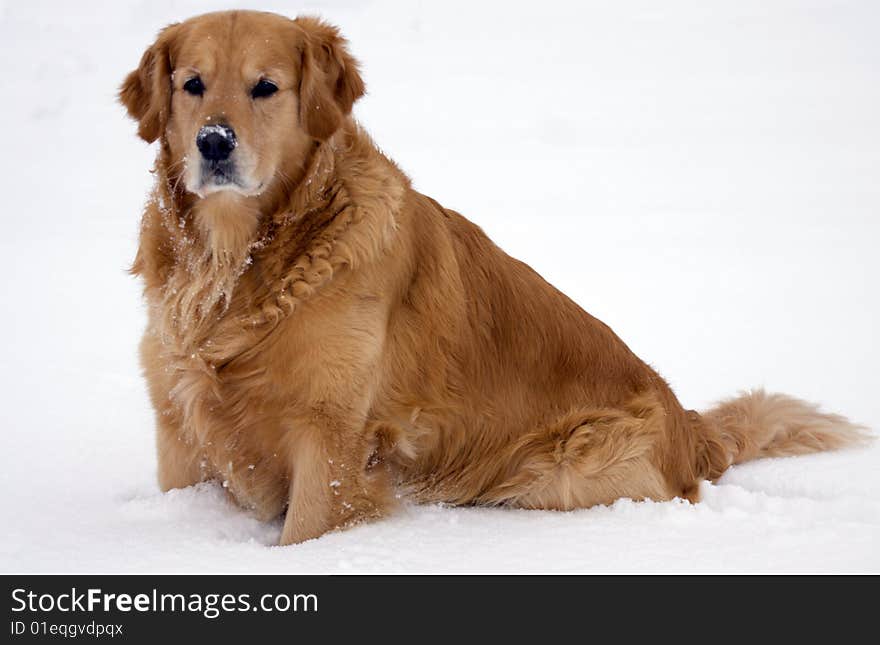 Golden retriever sitting in the snow. Golden retriever sitting in the snow.