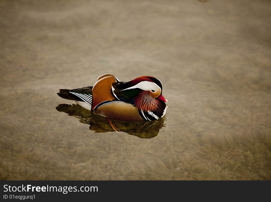 A beautifull colorized Manadrin Duck swwimming in the Lake. This men bird is a special beau. A beautifull colorized Manadrin Duck swwimming in the Lake. This men bird is a special beau.