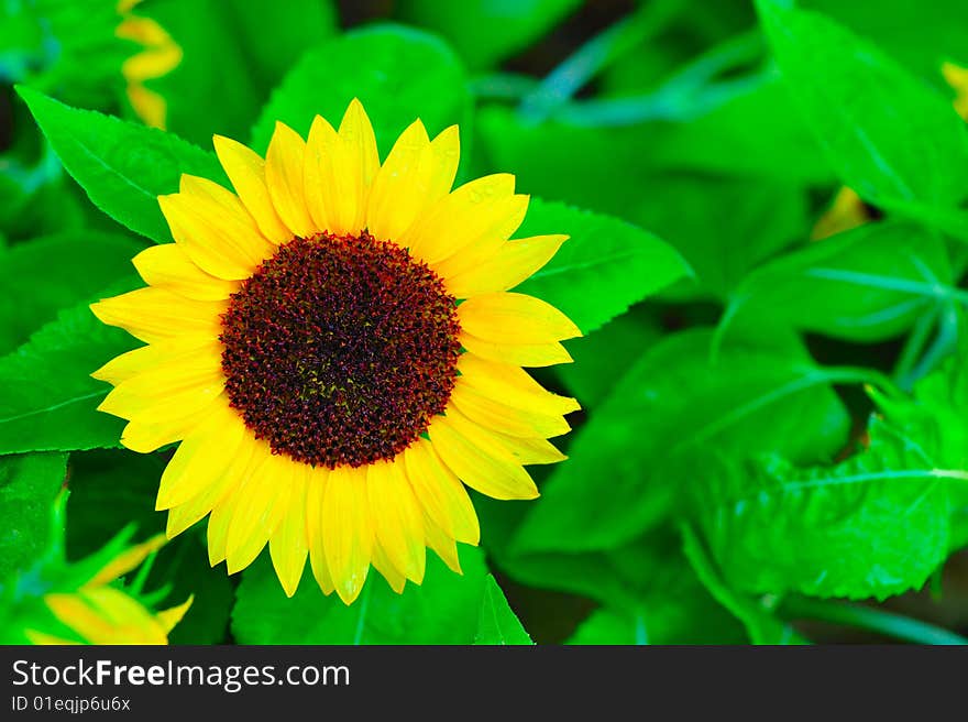 Close up shot of sunflower in green leaves