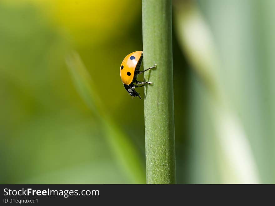 Beautiful climbing ladybird on a small tree