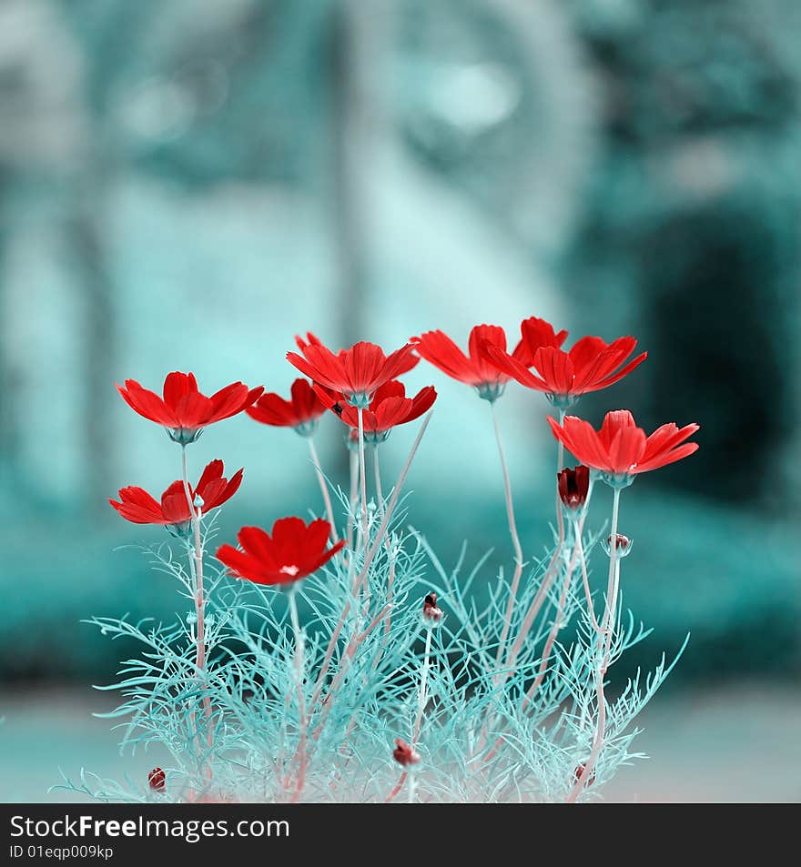 Red flowers in the garden