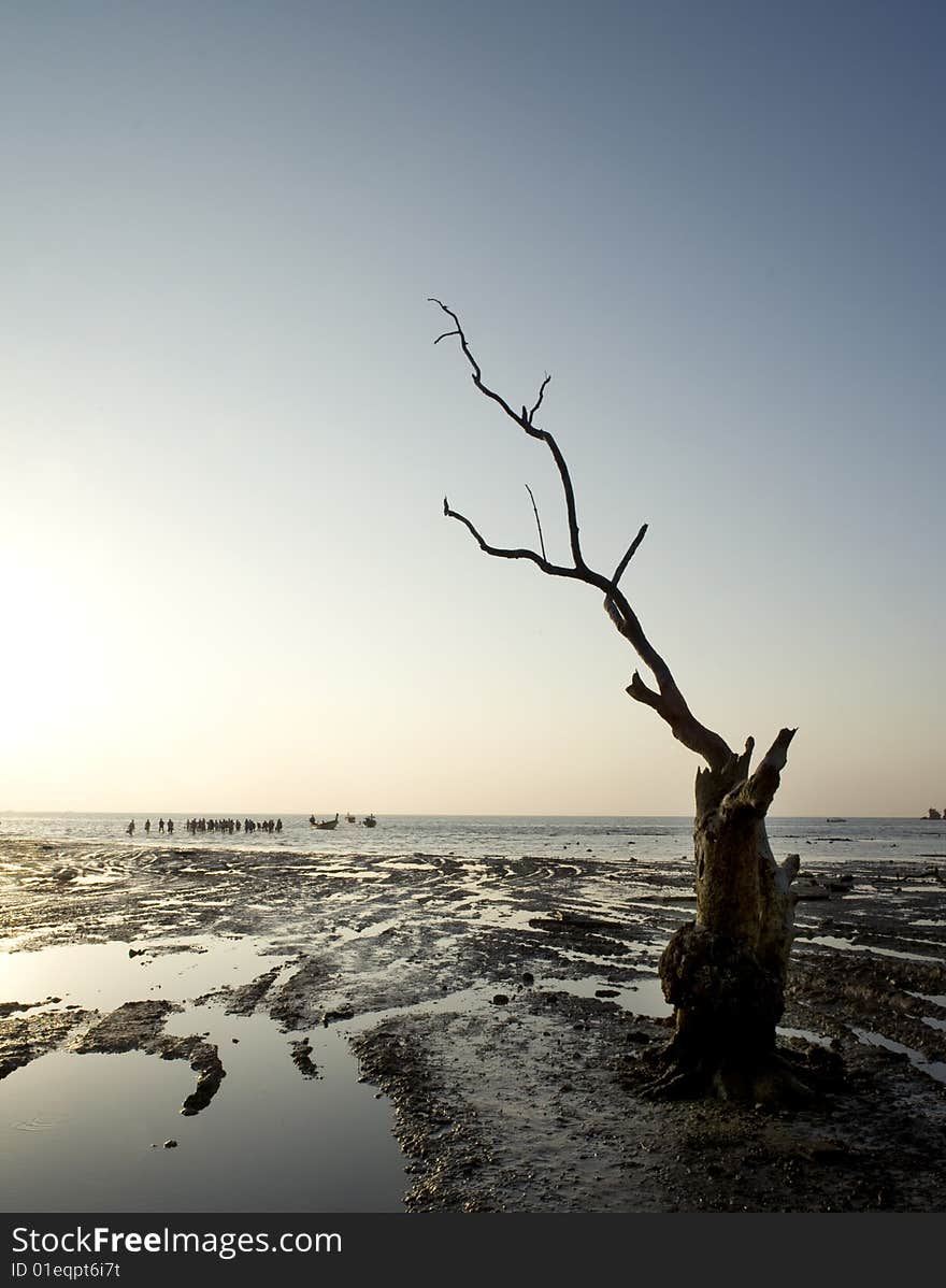 Dead tree on beach with tide out and people walking in the water