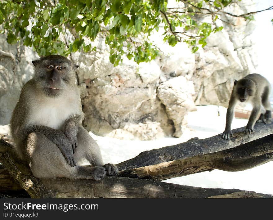 Small monkeys relax on tropical beach. Small monkeys relax on tropical beach
