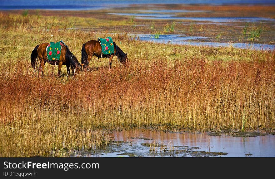 Serene view of an horse next to a lagoon. Serene view of an horse next to a lagoon.