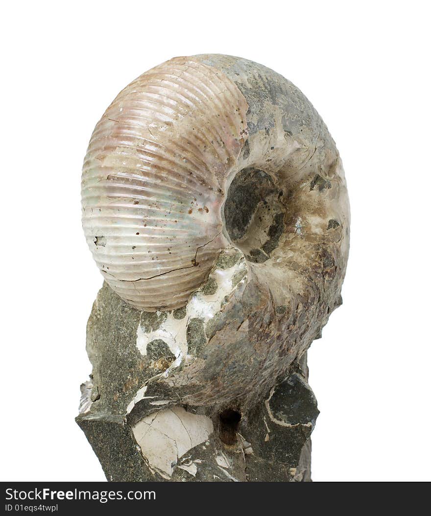 Ammonite fossil on white