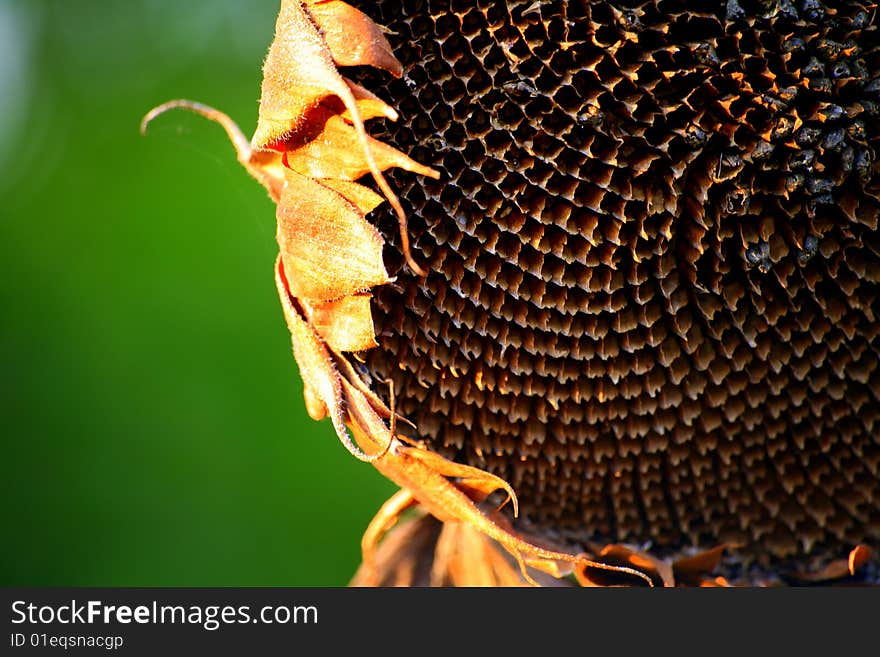 Dry sun-flower on green.