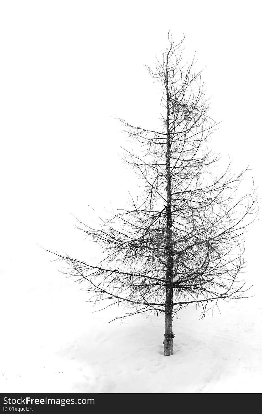 Isolated tree at a white background