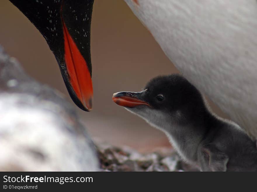 Gentoo penguin feeding the nestling in Antarctica. Gentoo penguin feeding the nestling in Antarctica