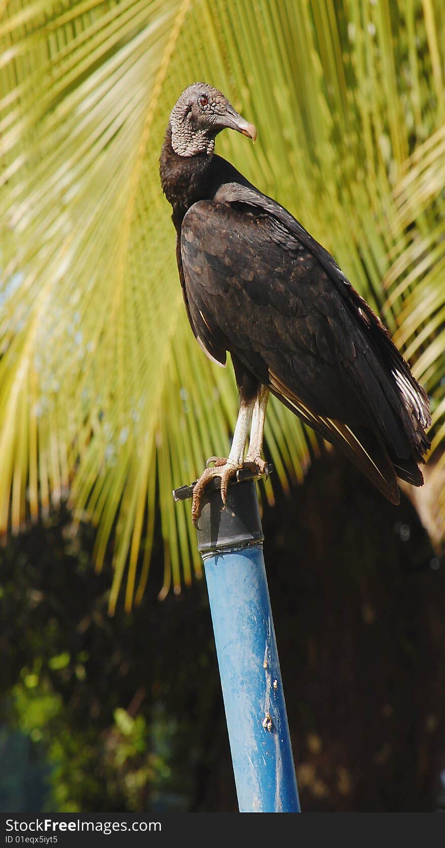 Black vulture, Coragyps atratus, pecking at food and perched on tree trunk in Panama in Macoiba National Park during a bright warm day. Black vulture, Coragyps atratus, pecking at food and perched on tree trunk in Panama in Macoiba National Park during a bright warm day.