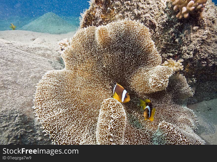 Haddon's anemone (stichodactyla haddoni) and anemonefish