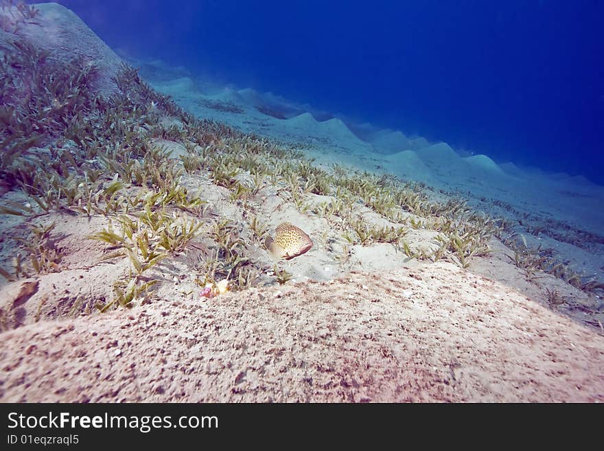 Areolate grouper (epinephelus areolatus)taken in the red sea.