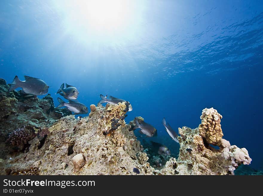 Coral, fish, sun and ocean taken in the red sea.