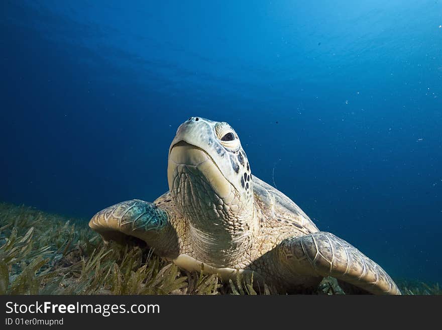 Female green turtle (chelonia mydas)taken in the red sea.