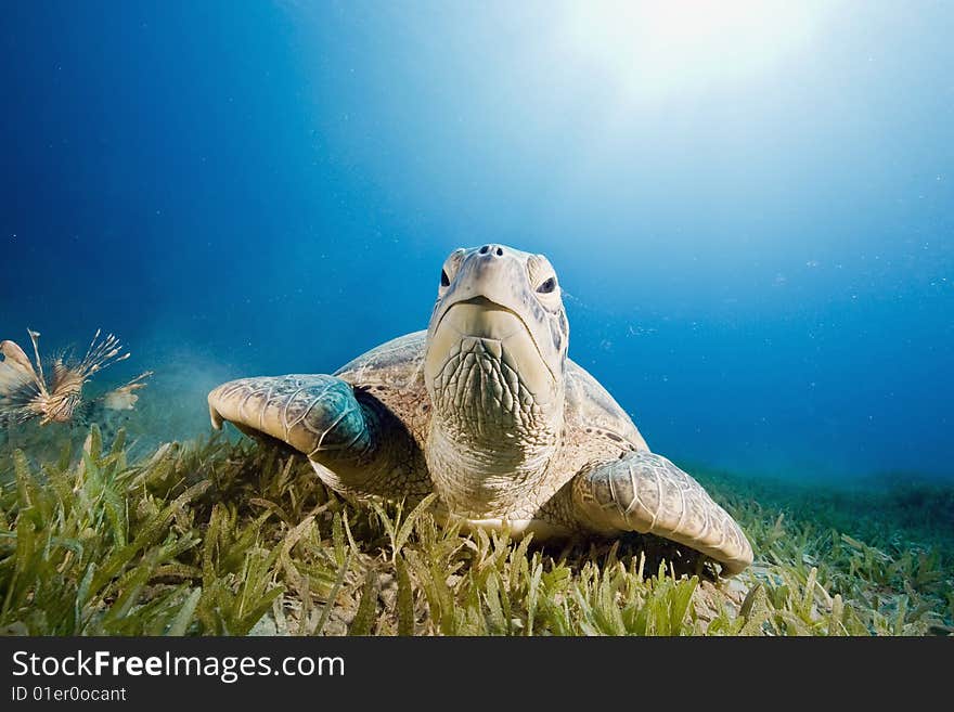 Female green turtle (chelonia mydas)taken in the red sea.