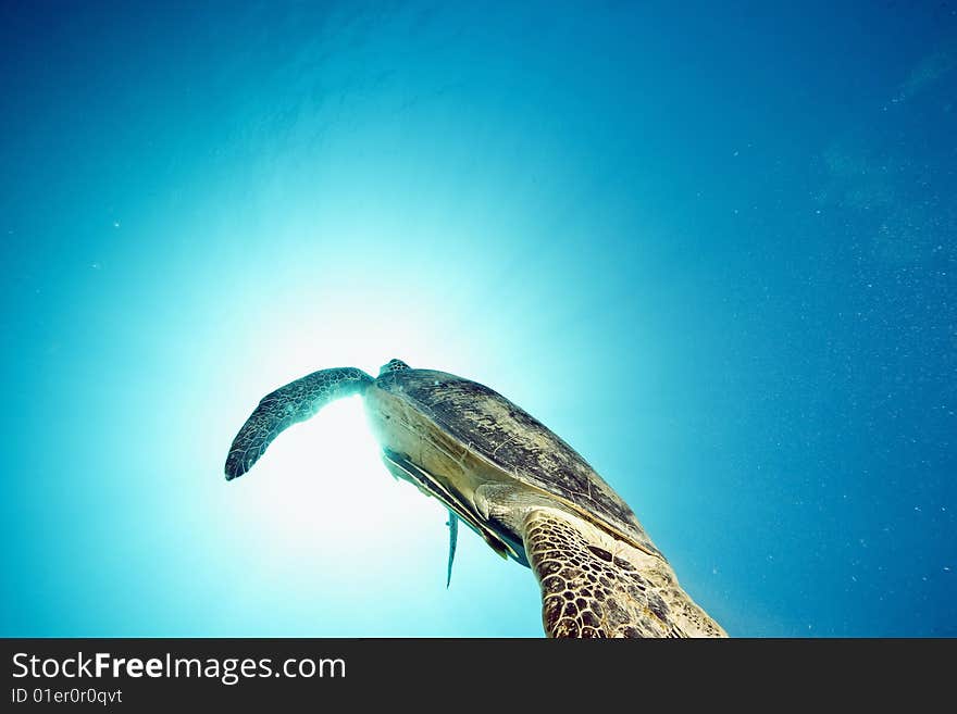 Male green turtle (chelonia mydas)taken in the red sea.