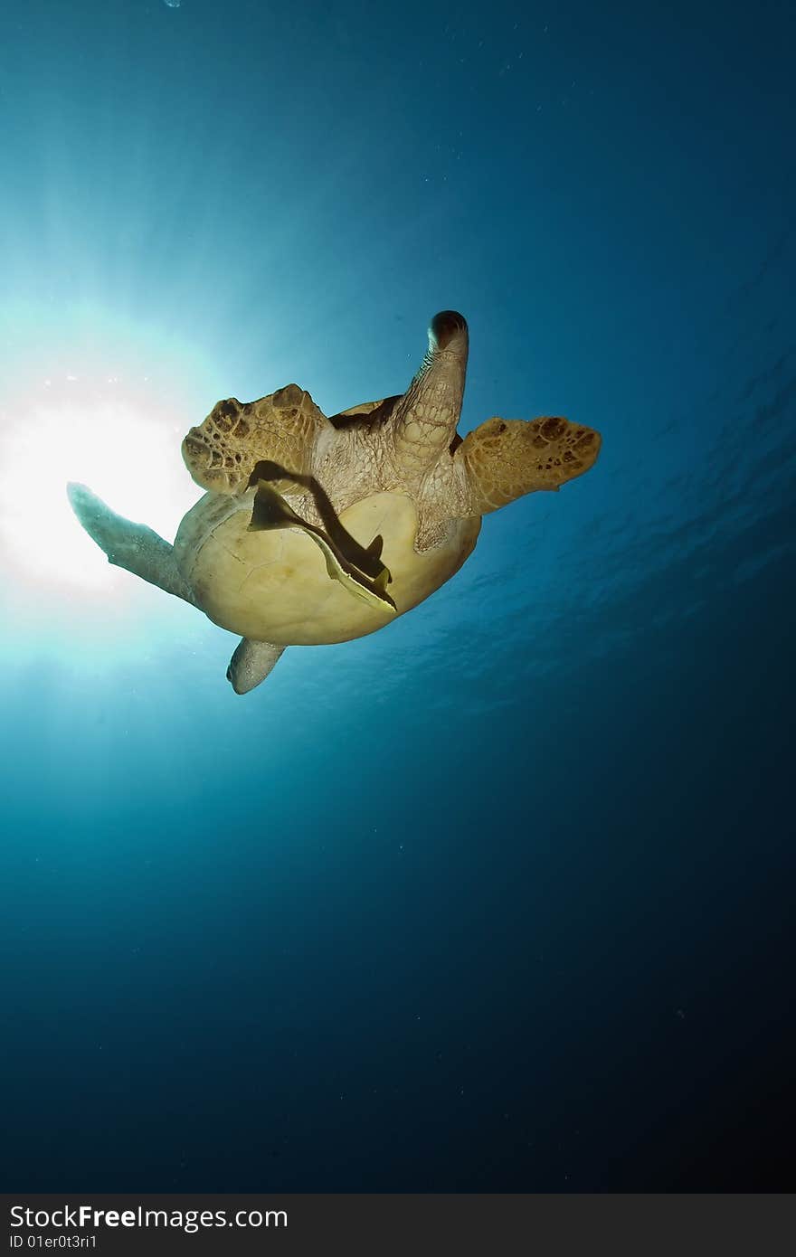 Male green turtle (chelonia mydas)taken in the red sea.