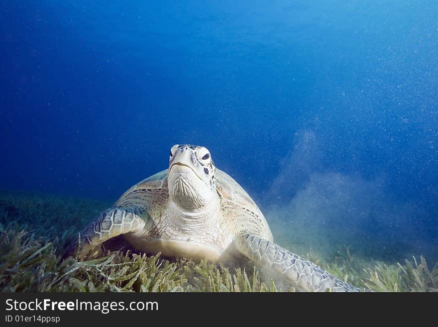 Male green turtle (chelonia mydas)taken in the red sea.