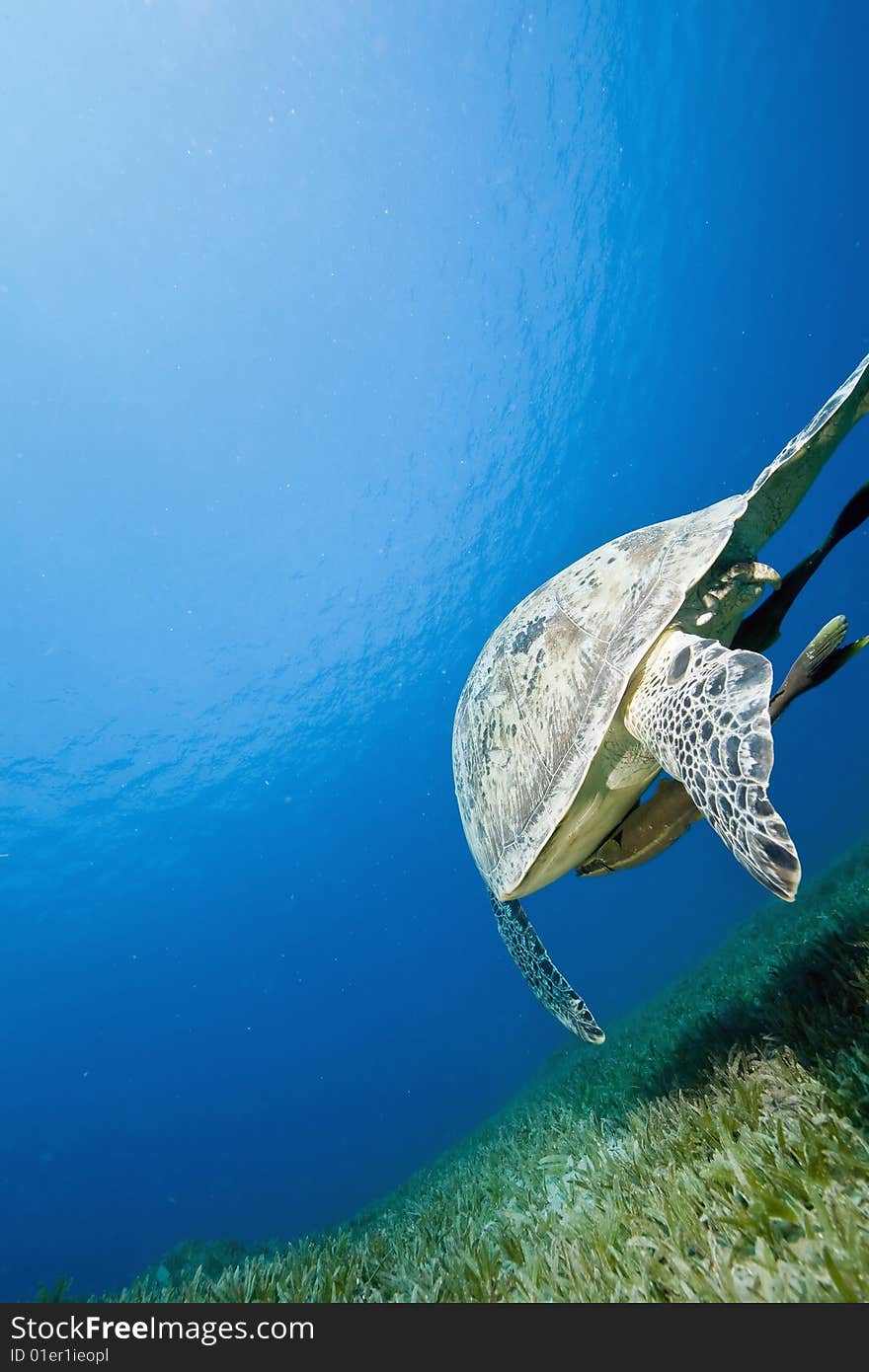 Female green turtle (chelonia mydas)taken in the red sea.