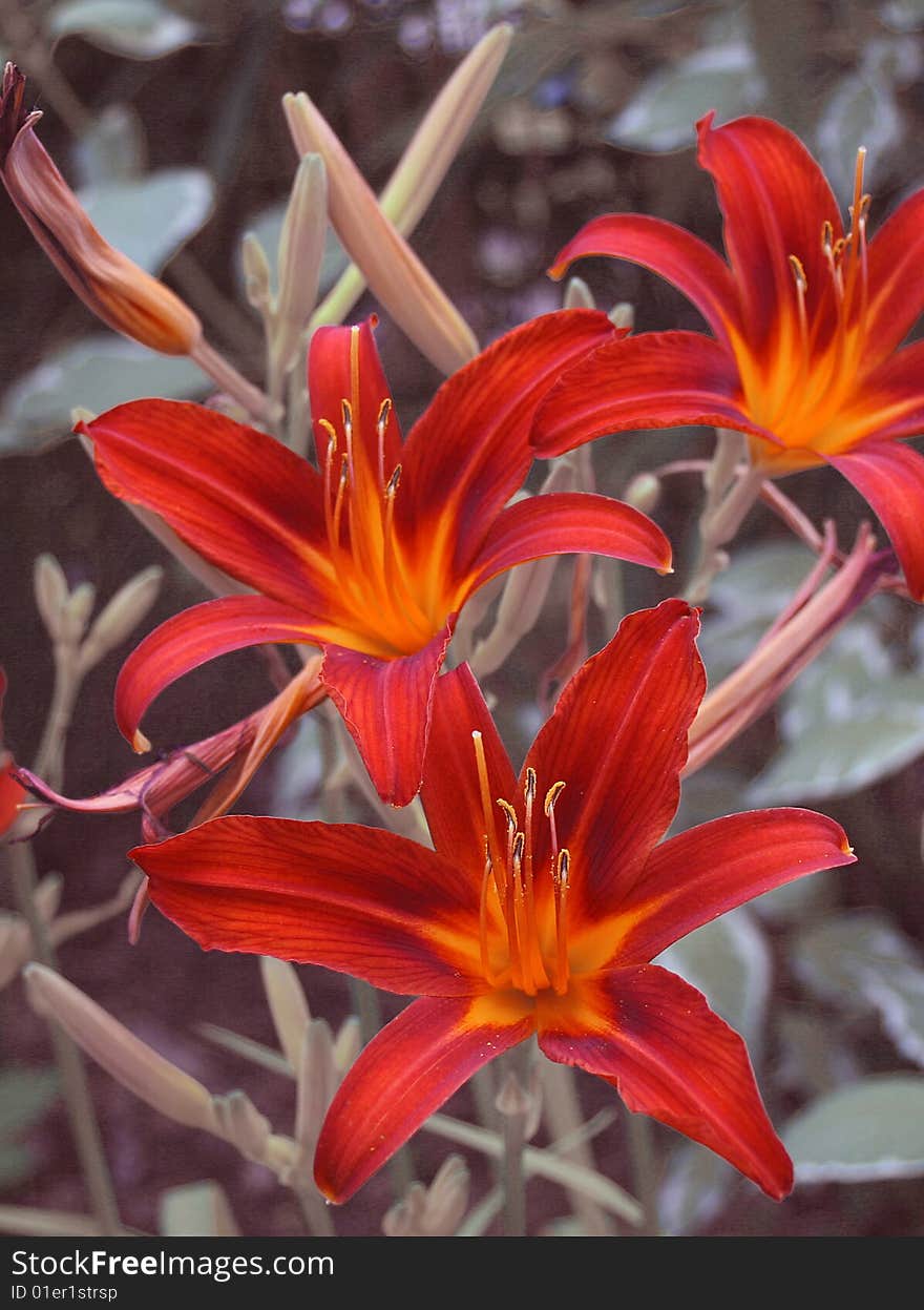 Red lillies on a abstract retro background. Red lillies on a abstract retro background