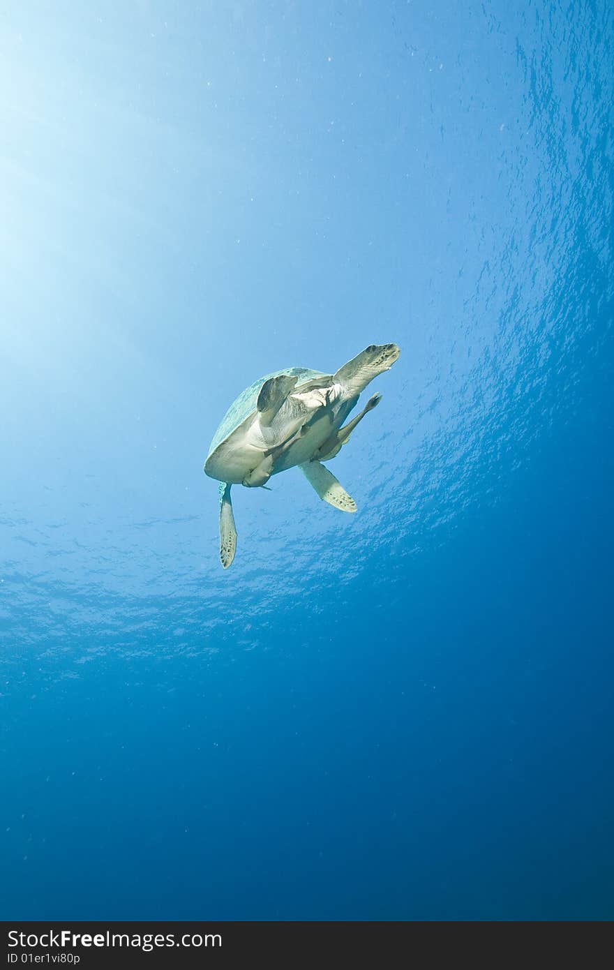 Female green turtle (chelonia mydas)taken in the red sea.