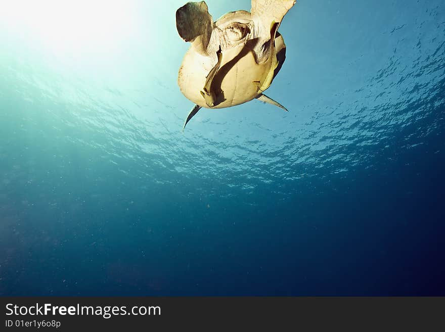 Female green turtle (chelonia mydas)taken in the red sea.