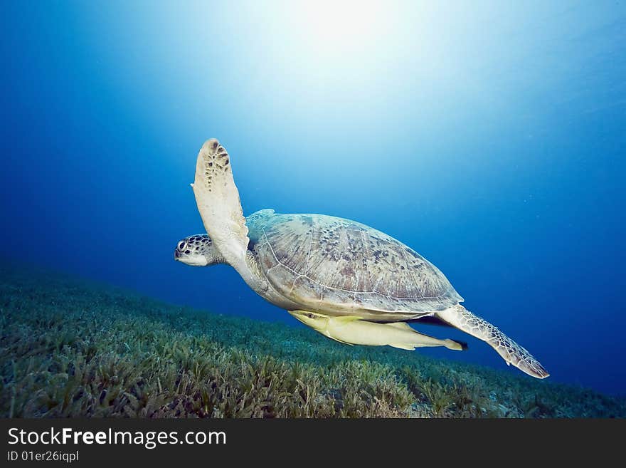 Male green turtle (chelonia mydas)taken in the red sea.