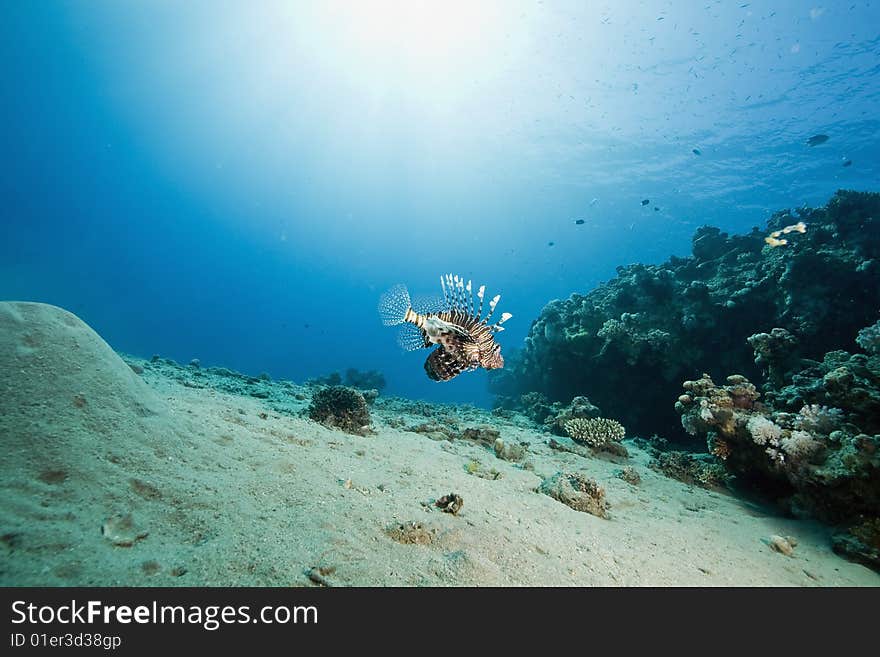 Lionfish (pterois miles)taken in the red sea.