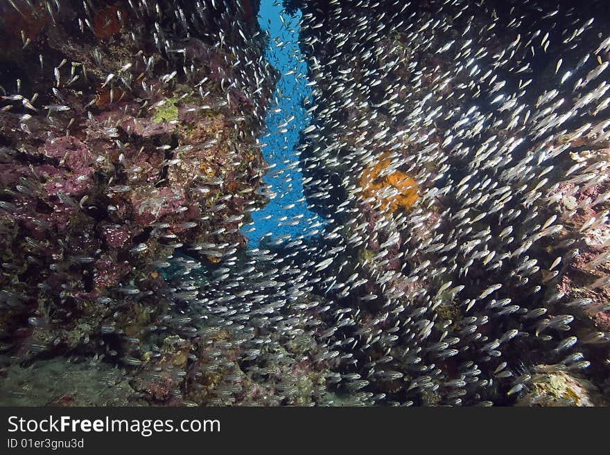 Coral and fish taken in the red sea.