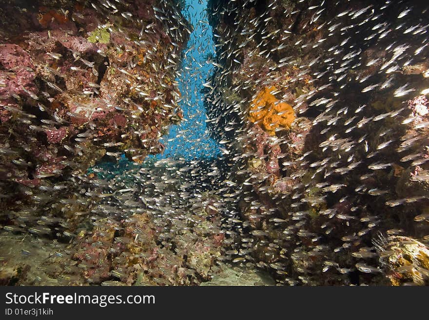 Coral and fish taken in the red sea.