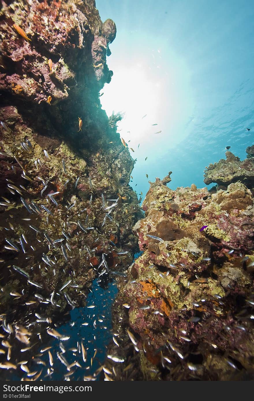 Coral and fish taken in the red sea.