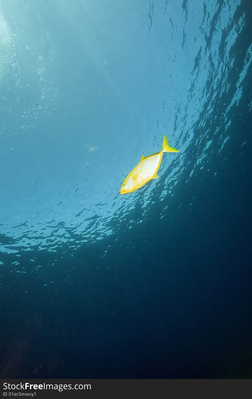 Ocean and fish taken in the red sea.