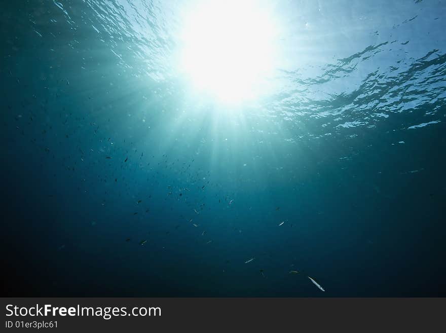 Ocean,sun and fish taken in the red sea.