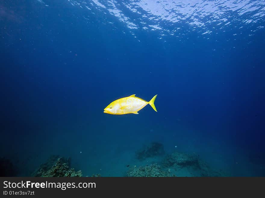 Orangespotted trevally (carangoides bajad)taken in the red sea.