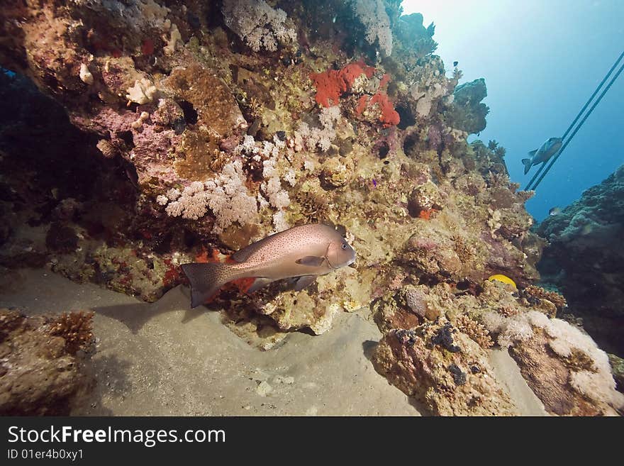 Painted sweetlips (diagramma pictum)taken in the red sea.