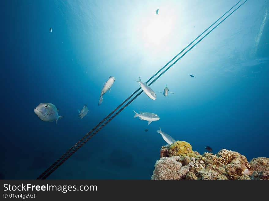 Ocean and fish taken in the red sea.