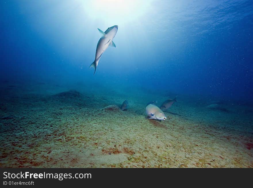 Parrotfish taken in the red sea.