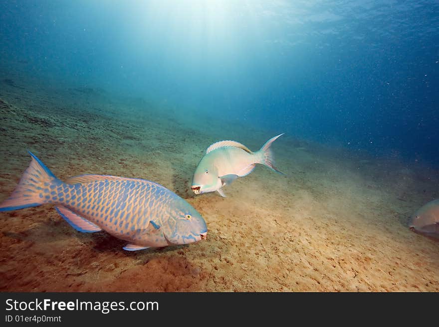 Parrotfish taken in the red sea.