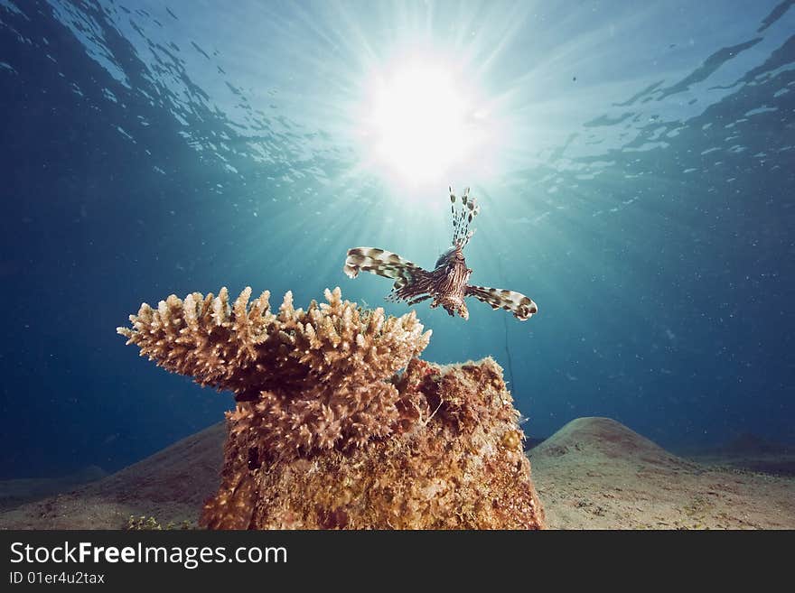 Lionfish (pterois miles) taken in the red sea.