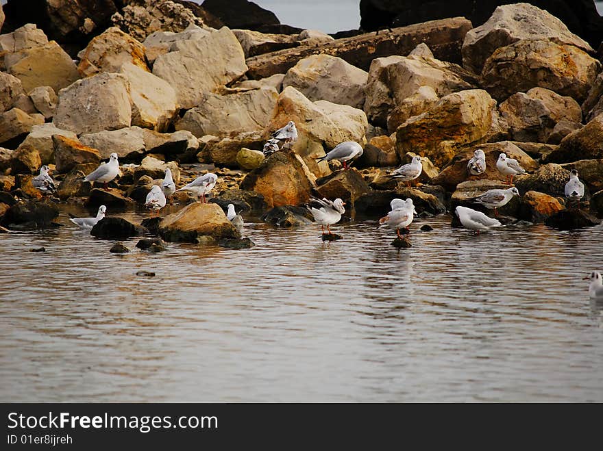 Albatrosses