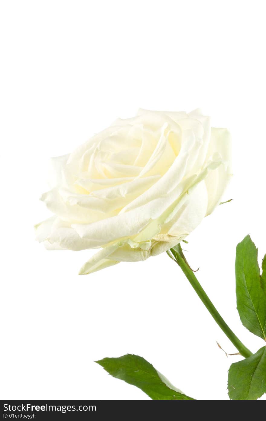 White rose on a gray background. White rose on a gray background.