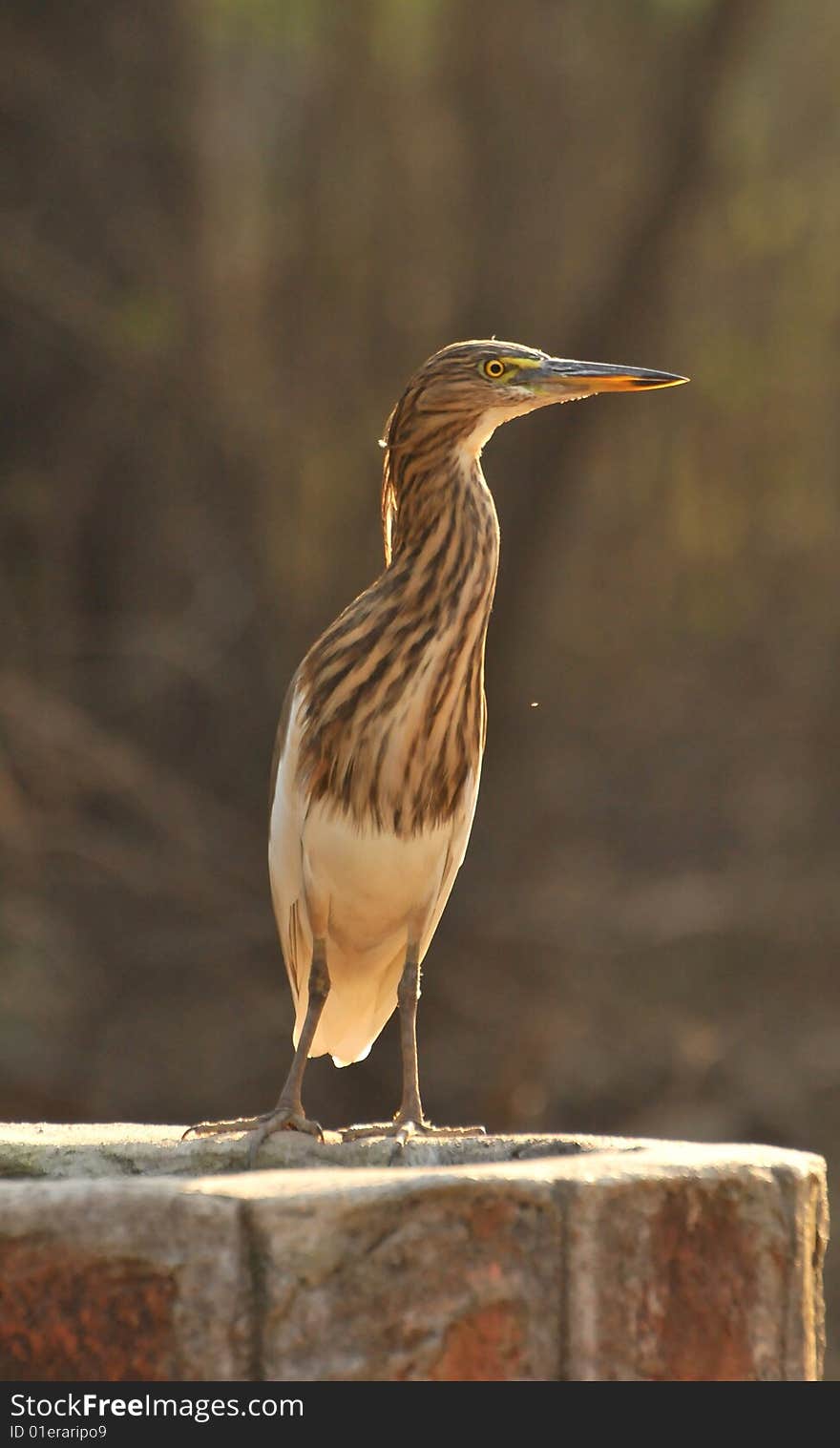 Black crowned heron