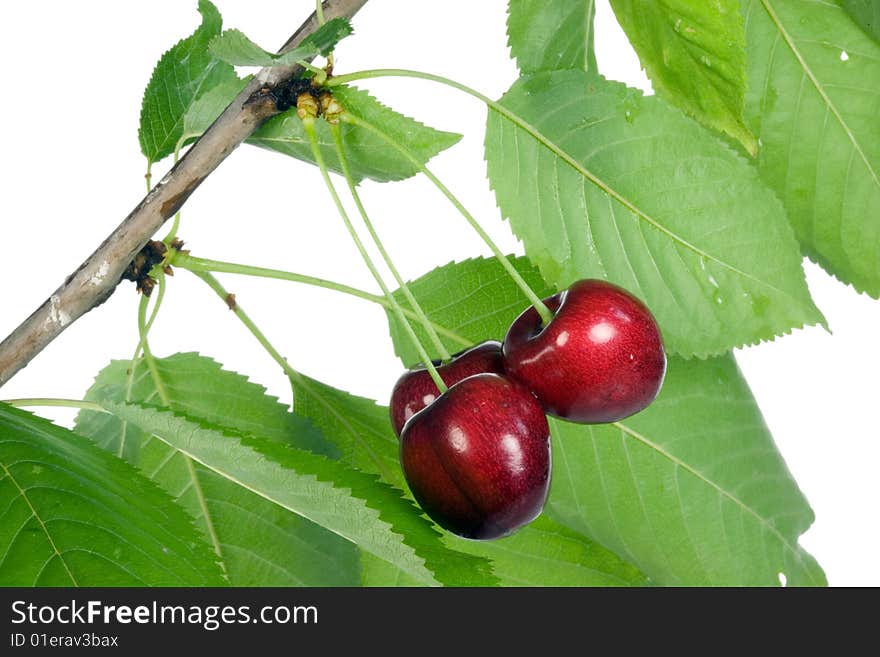 Three cherries with leaves on a white background. Three cherries with leaves on a white background.