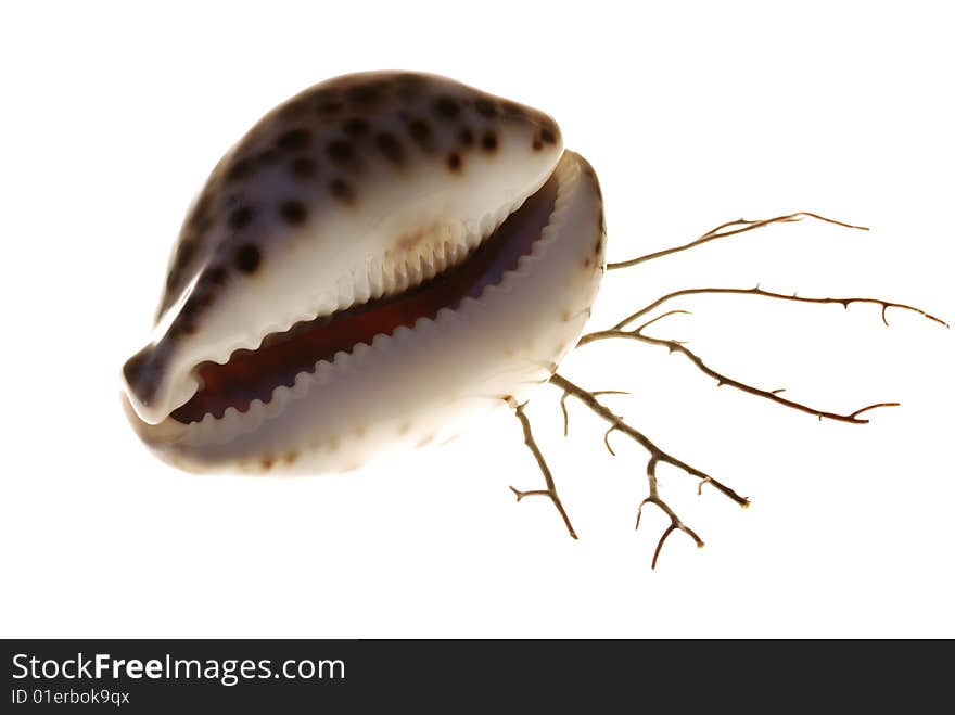 Marine cockleshell and branch of corals on a white background. Marine cockleshell and branch of corals on a white background